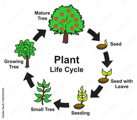 Aspen Tree Growth Cycle: From Seedling to Mature Tree